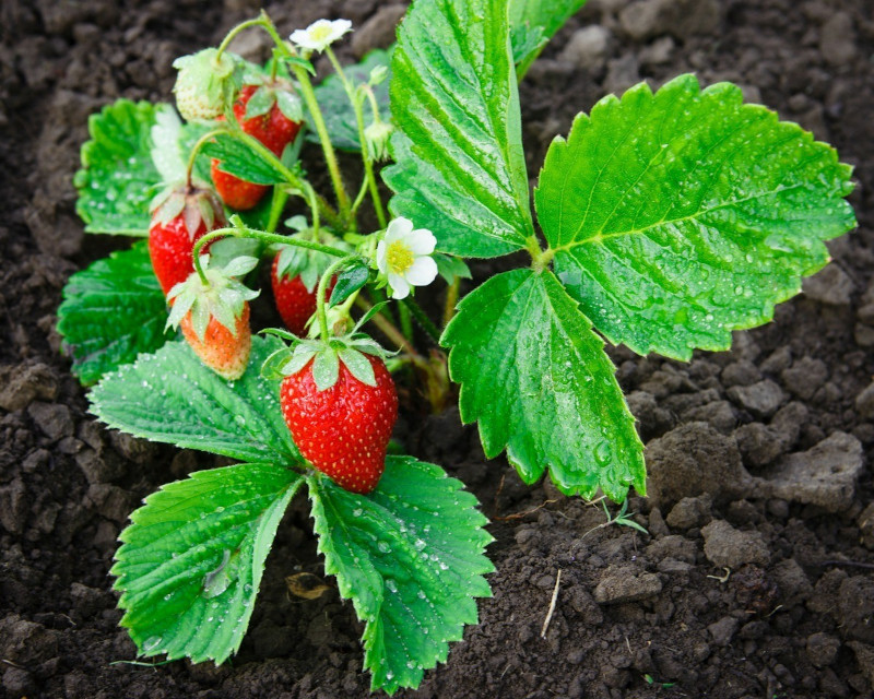 Culture de Fraises