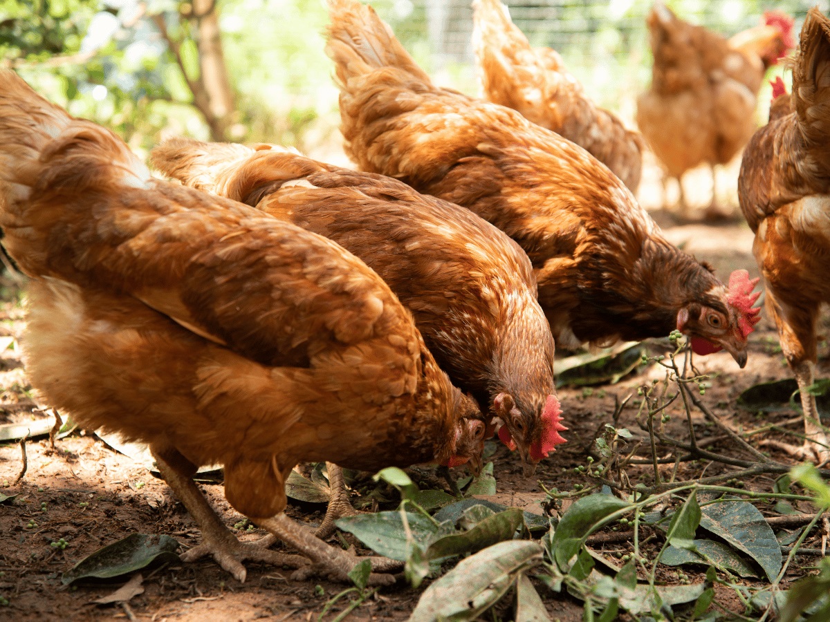 Gestion Optimale des Provendes pour les Élevages de Poules Pondeuses