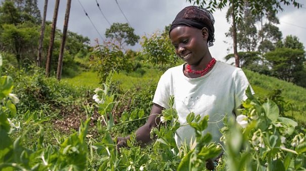 Gestion des Ressources Humaines dans l'Agroalimentaire