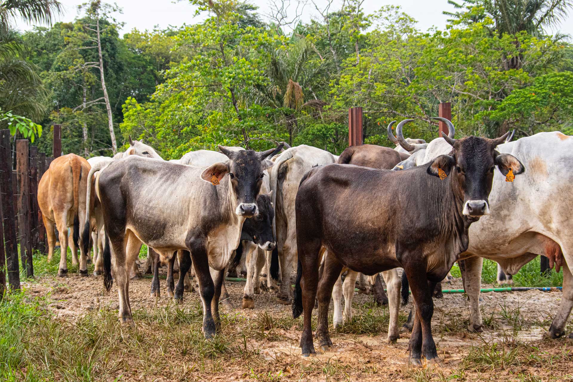 Gestion d'une Unité d'Exploitation d'Embouche Bovine et Ovine