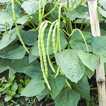 Culture de Haricots verts