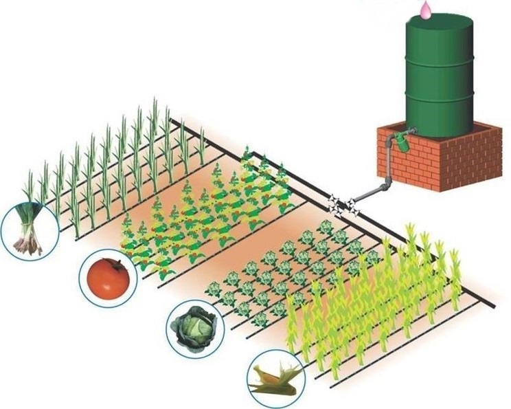 Irrigation Goutte à Goutte par Gravitation