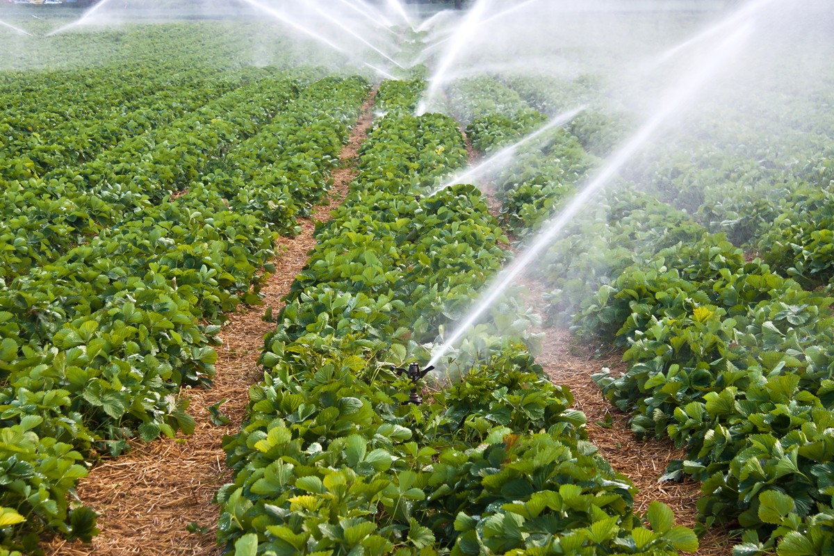 Installation d'un Système d'Irrigation Sous-Serre