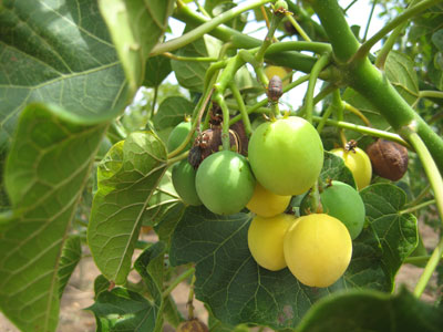 Culture du Jatropha