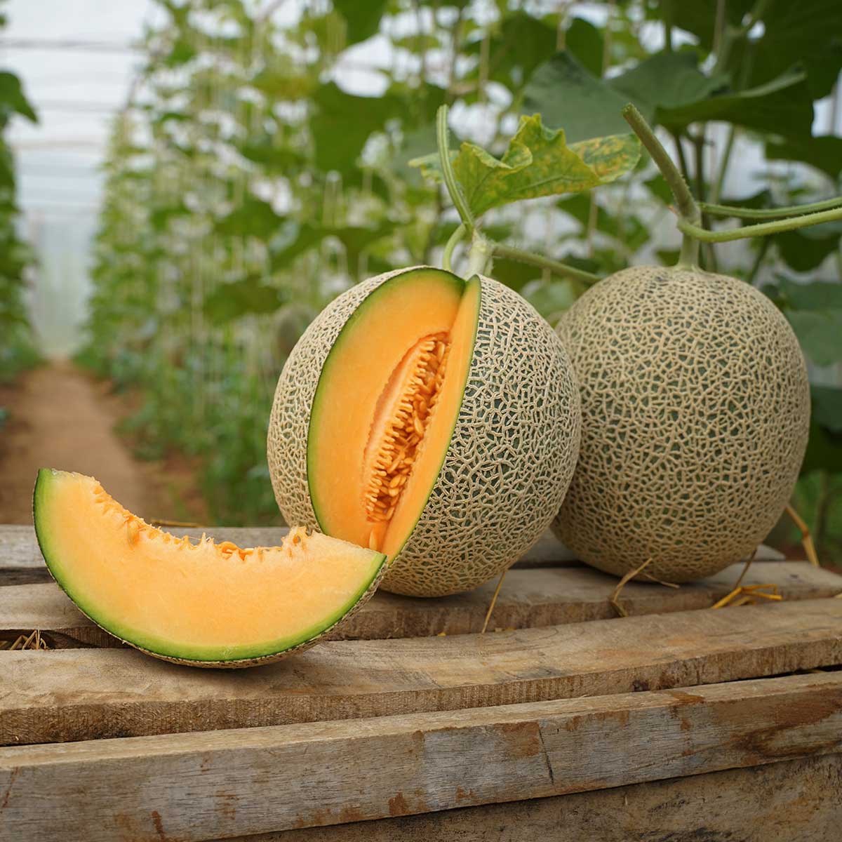 Melon