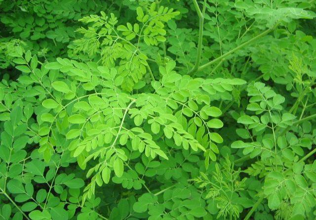 Culture du Moringa