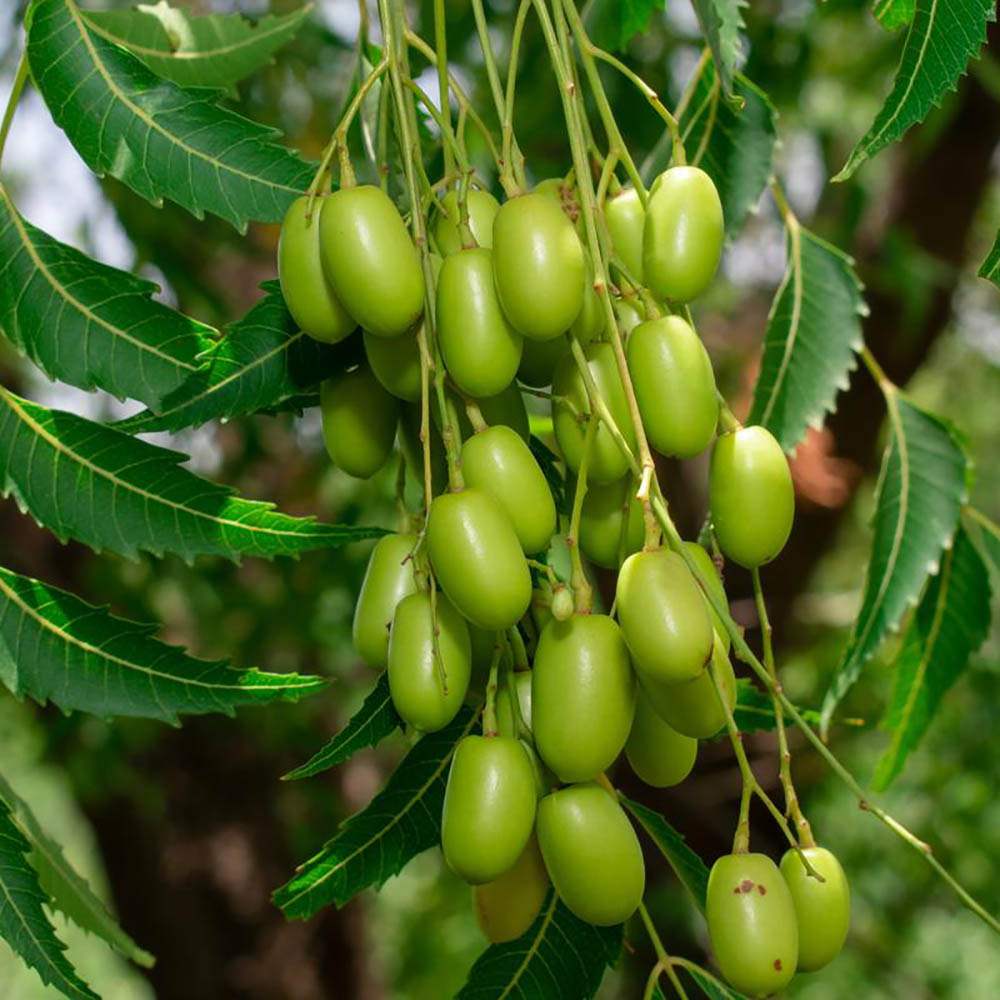 Formation sur la Transformation et Commercialisation des Produits Dérivés du Neem