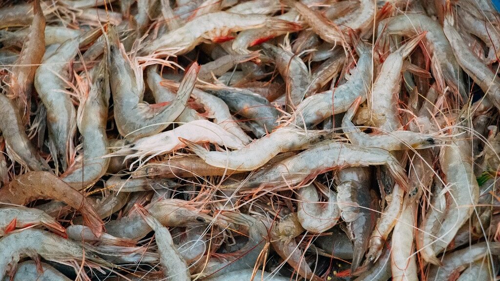 Nutrition des Crevettes en Aquaculture - Rôle des Provendes