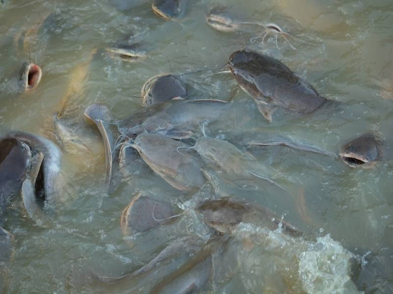 Pisciculture en Eau-Douce en Étang