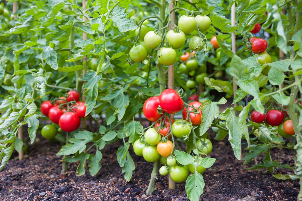 Planification et Mise en Place Projet Production Tomates