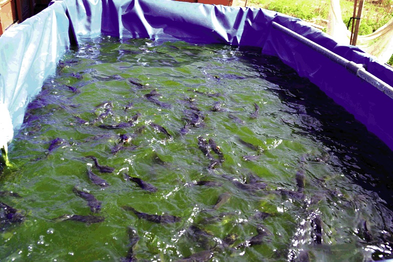 Élevage de Poissons d'Eau Froide