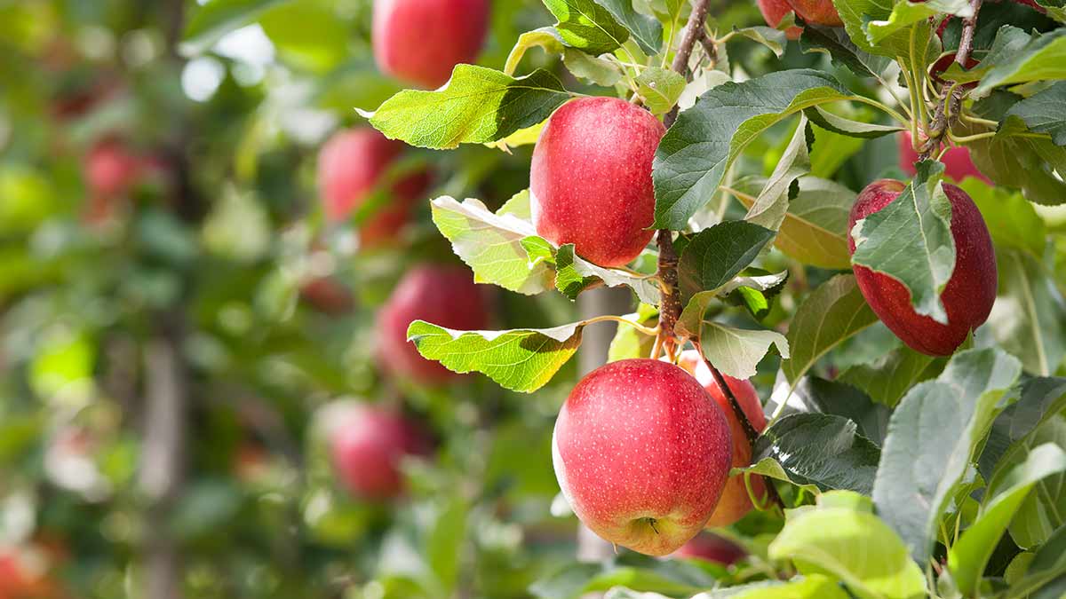 Culture de Pommes