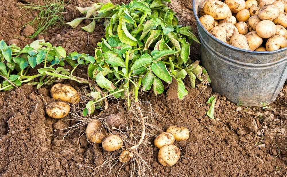 Culture de la Pomme de Terre