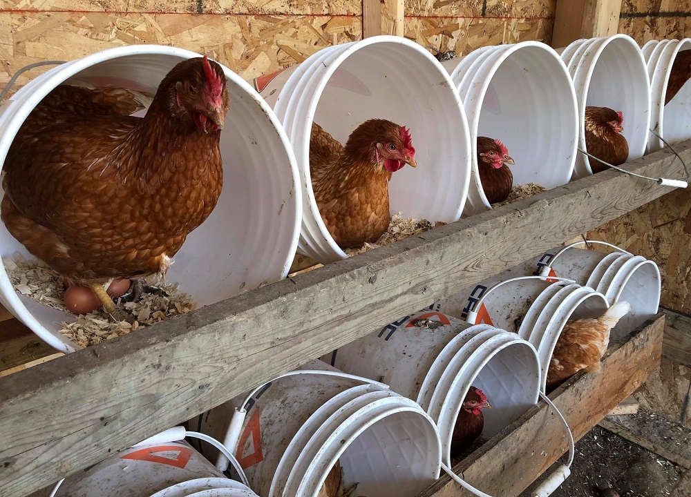 Élevage de Poules Pondeuses