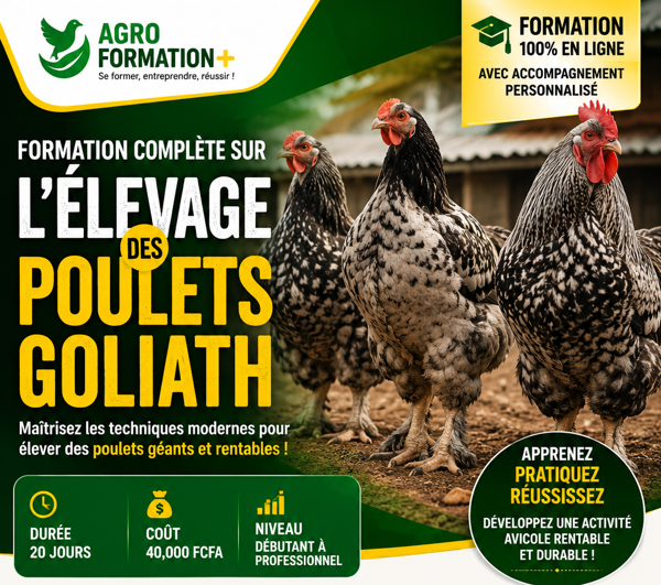 Formation complète sur l'élevage des poulets Goliath