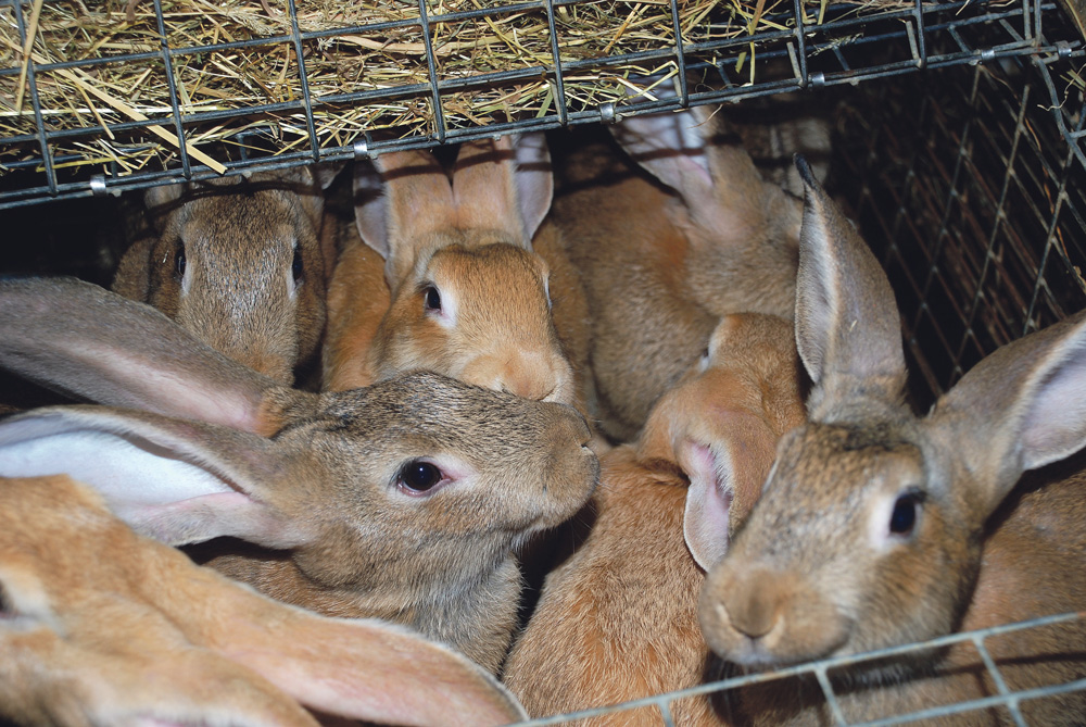 Production Pesticides, Herbicides, Fertilisants, Engrais Bio Urine de Lapin