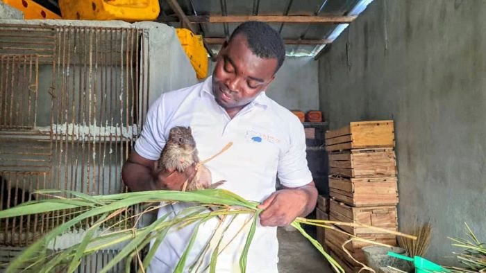 Production de Provendes pour les Élevages des Agoutis