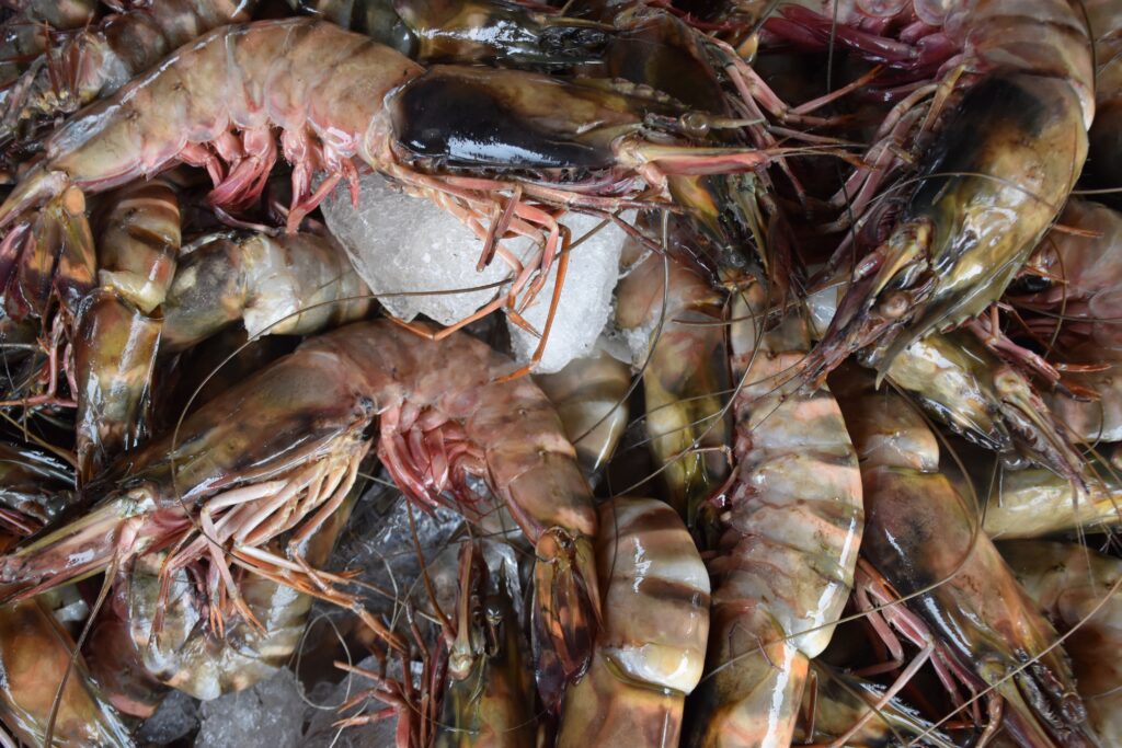 Production de Provendes pour les Élevages de Crevettes