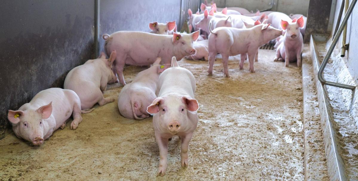 Production de Provendes pour les Élevages de Porcs en Croissance