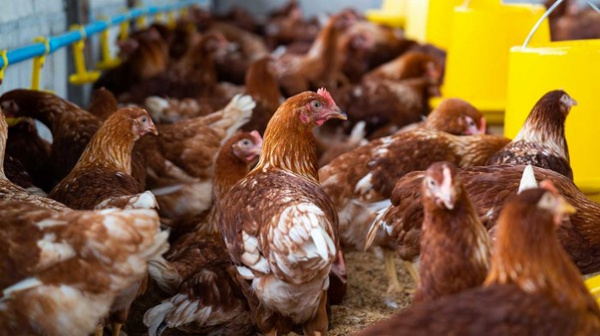 Production de Provendes Sans OGM pour les Élevages Avicoles