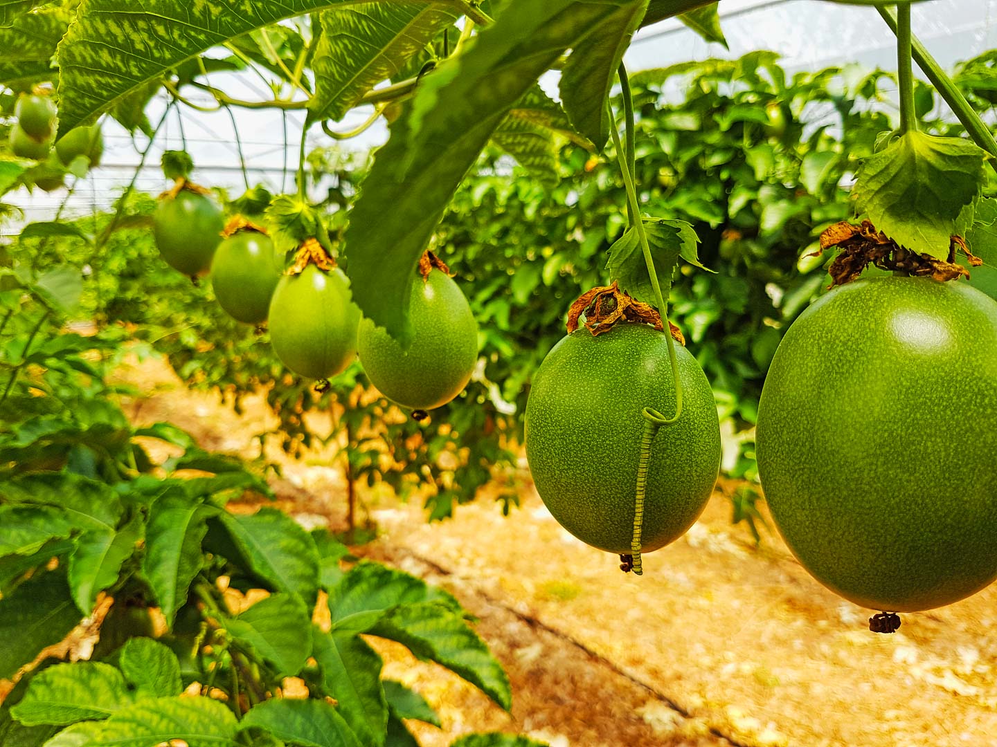 Production et Transformation du Fruit de la Passion