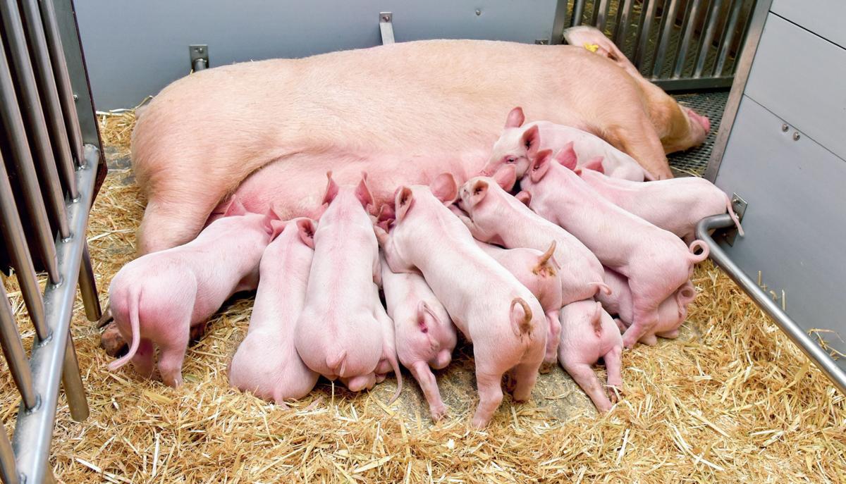 Techniques de Formulation des Provendes pour les Porcelets