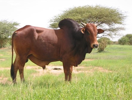 Techniques de Nutrition en Embouche Ovine et Bovine