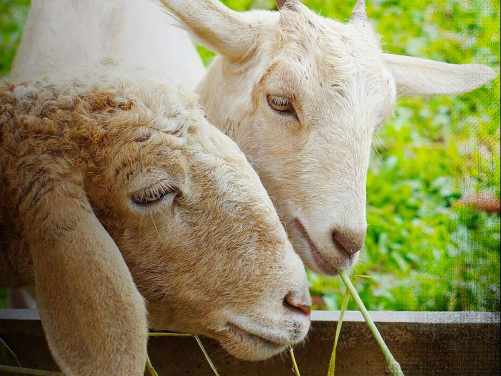 Techniques Vétérinaires en Embouche Ovine et Bovine