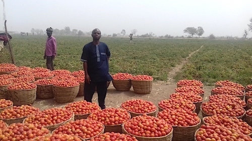 Tomates : Tri, Stockage, Gestion des Maladies Post-Récolte