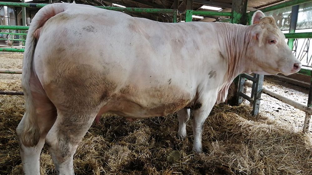 Élevage des Vaches de Réforme