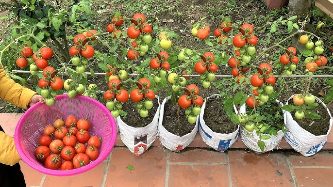 Agriculture Hors-Sol et Cultures en Hydroponie