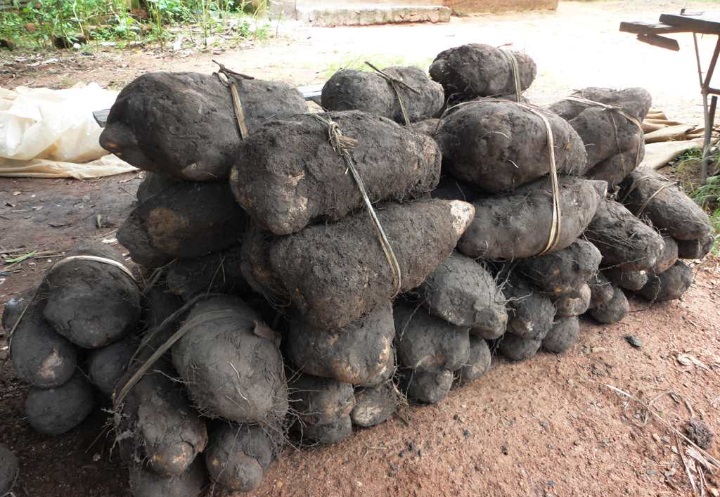 Amélioration des Cultures de Manioc et Igname