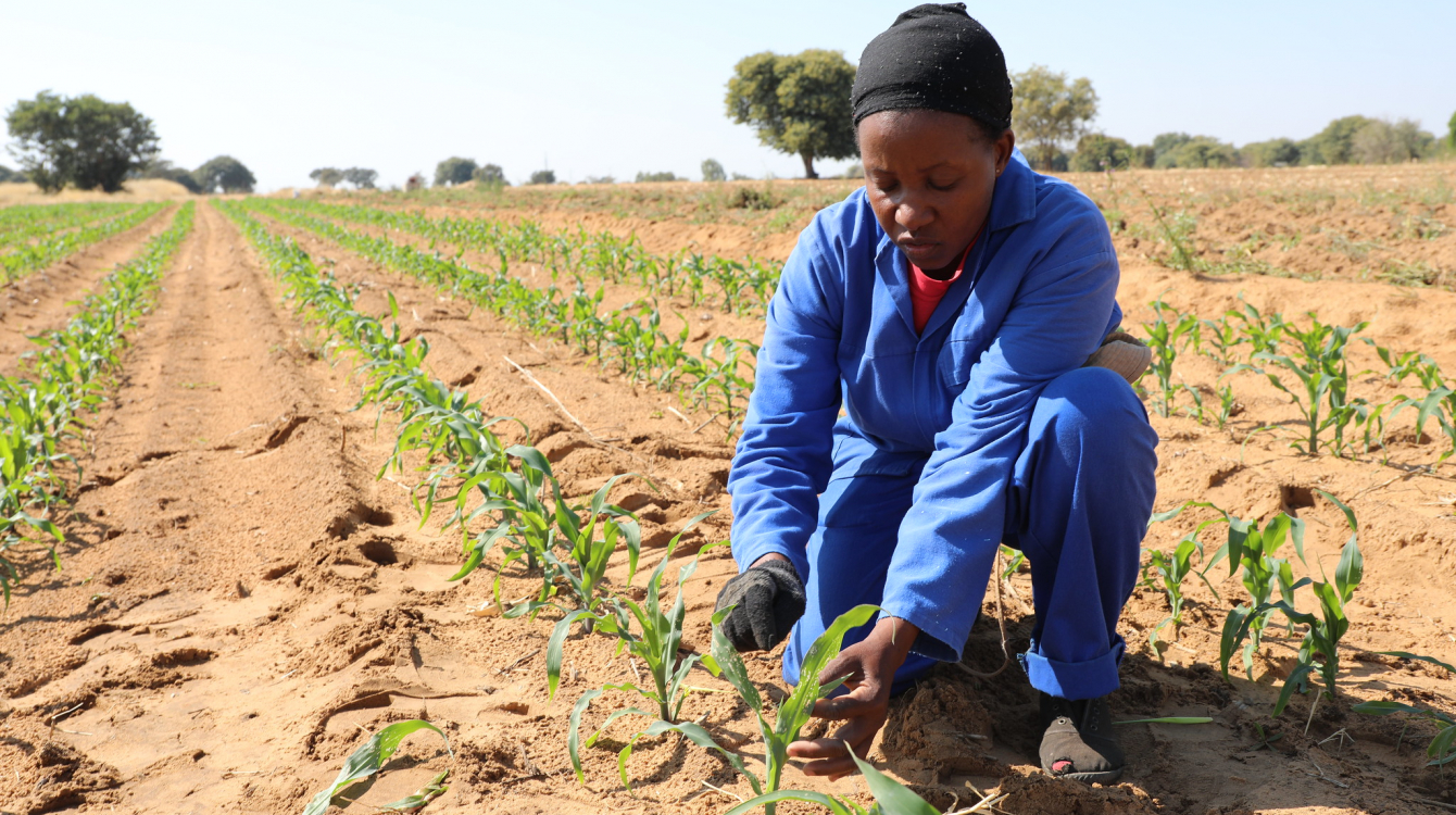 Analyse des Coûts de Production Agricole : Identification des Coûts Directs et Indirects