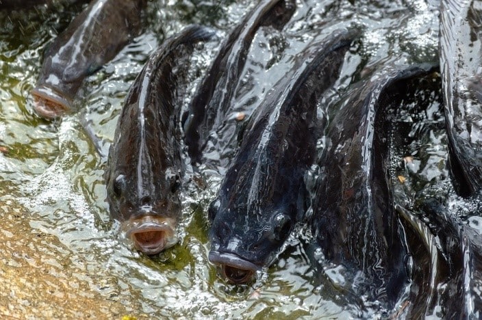 Aquaculture : Techniques de Pisciculture