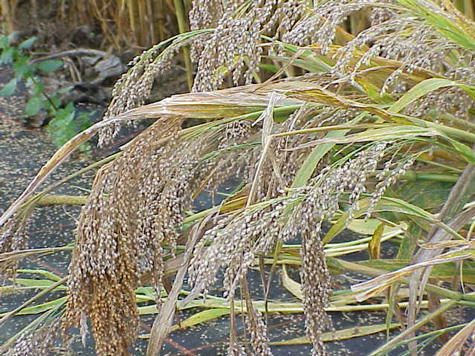 Cultures Céréalières : Maïs, Sorgho et Mil