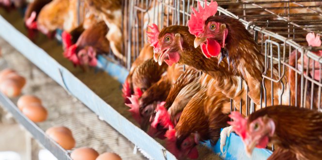 Élevage de Poules Pondeuses et Productivité