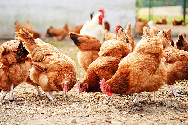 Élevage des Poulets de Chair