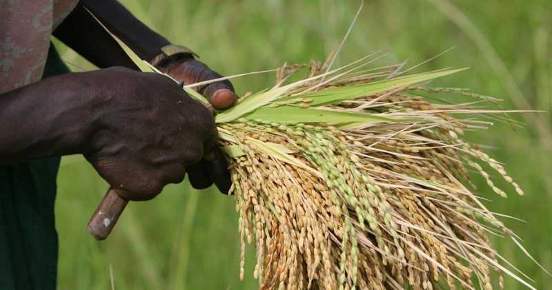 Gestion et Amélioration des Cultures de Riz