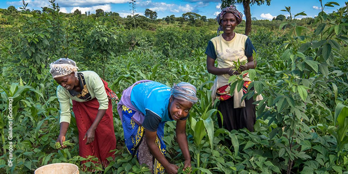 Gestion Financière des Exploitations Agricoles : Maîtrise des Budgets et Optimisation des Ressources