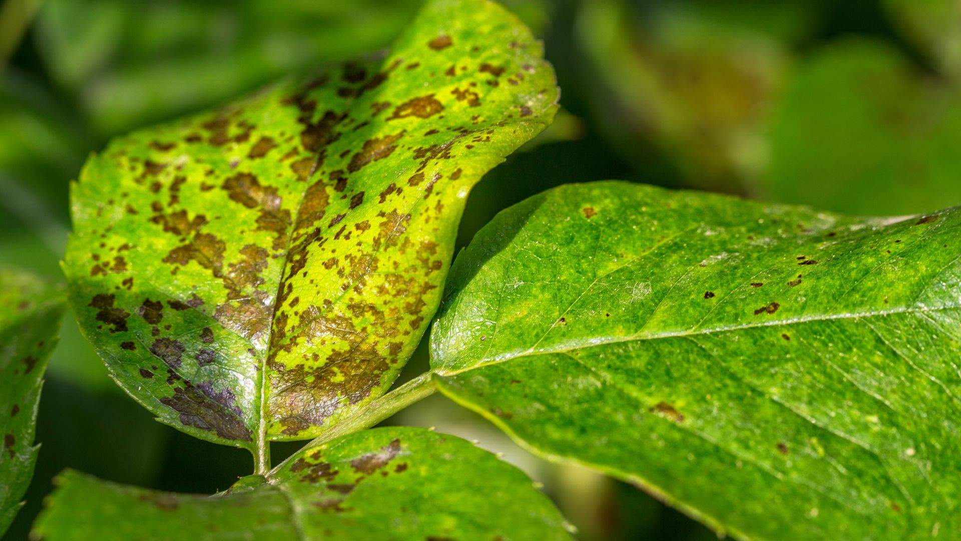 Gestion Intégrée des Ravageurs et Maladies en Maraîchage Biologique