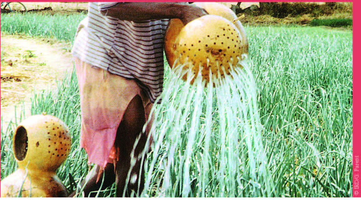 Gestion de l'Irrigation pour les Cultures Fruitières en Zone Aride