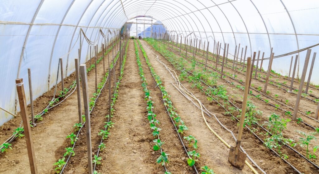 Utilisation Efficace de l'Irrigation Goutte à Goutte en Maraîchage