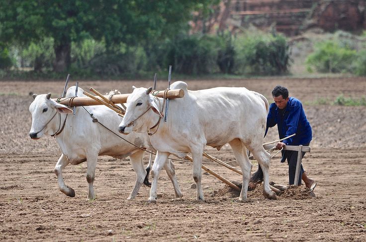 Méthodes d'Élevage des Bœufs de Traction