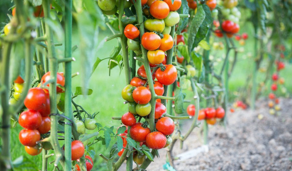 Techniques de Mise en Place de la Pépinière de Tomate