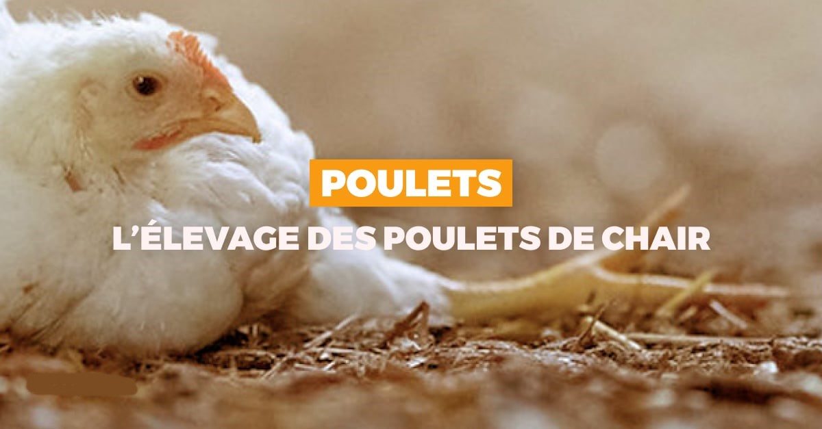 Techniques de Production de Provende pour Poulets de Chair