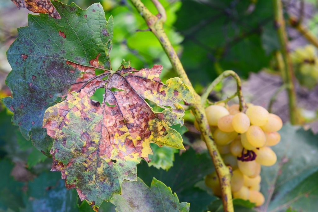 Protection des Plantes contre les Maladies Fongiques