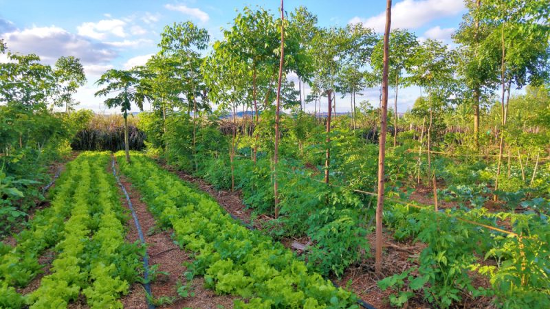 Techniques de Culture en Agroforesterie