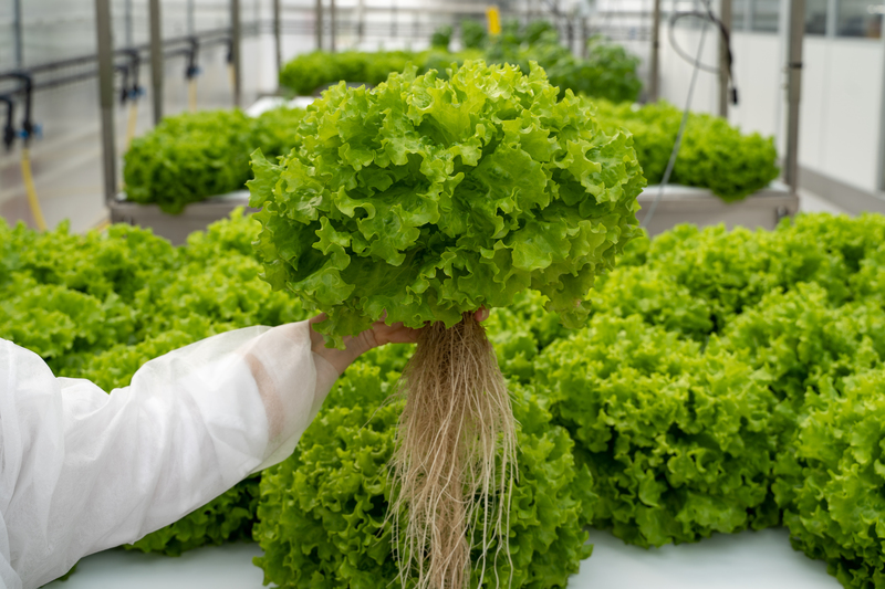 Techniques Avancées de Culture Hydroponique pour les Légumes