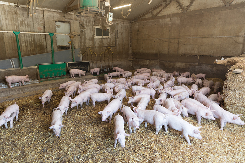 Valorisation des BSF pour l’alimentation porcine